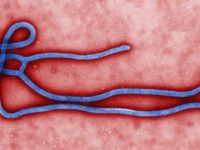 What is Ebola&nbsp;Virus?